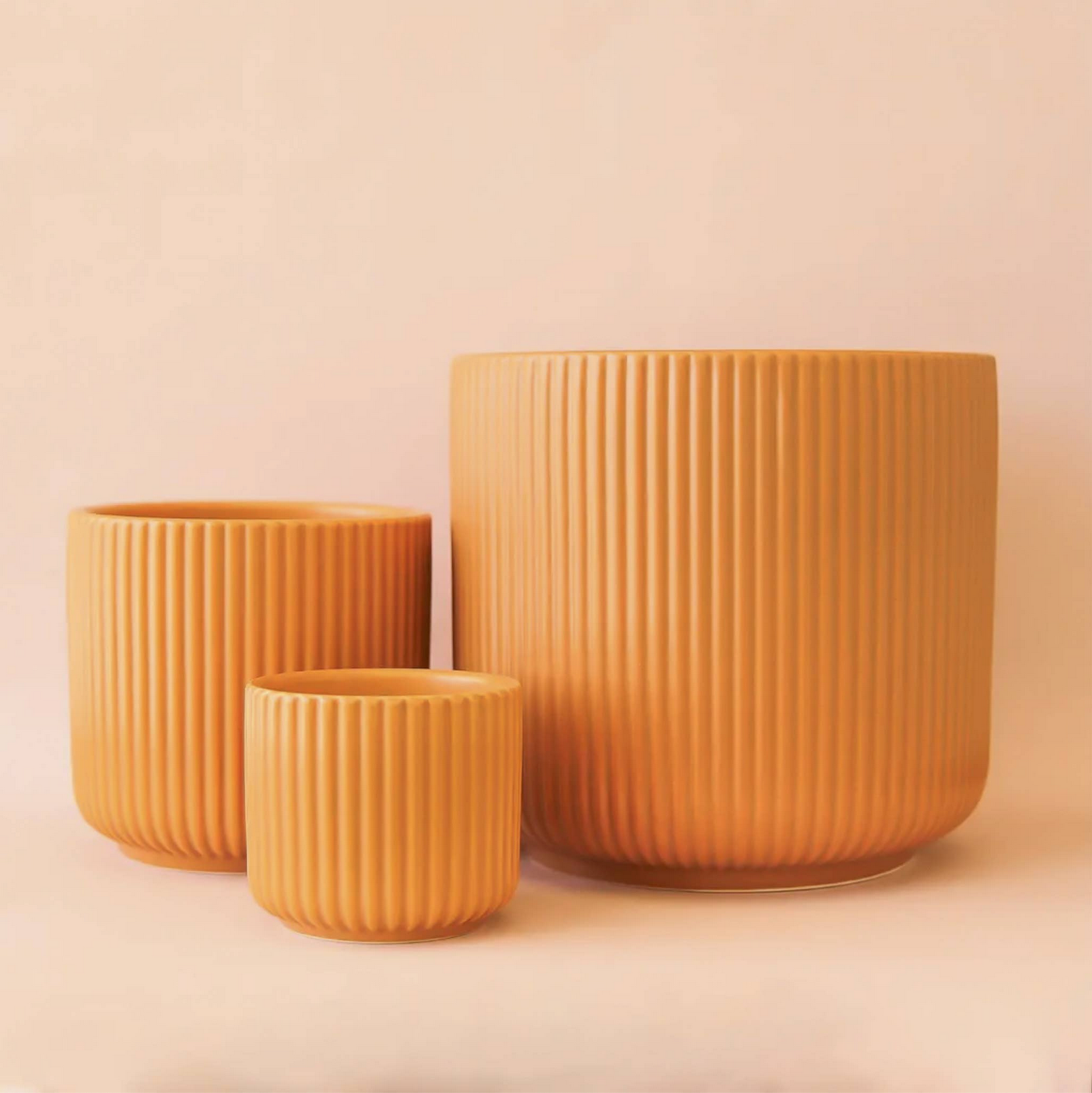 Lucy Planter | Ginger