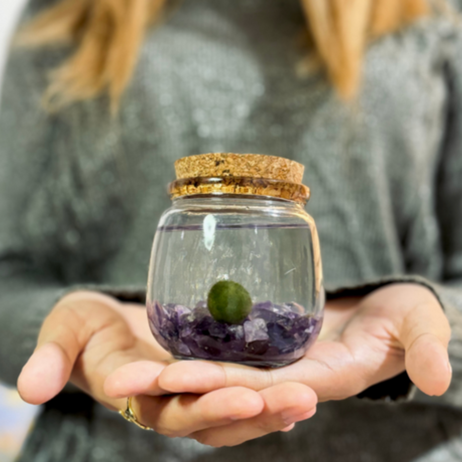 Medium Marimo Moss Ball Terrarium with Amethyst Gemstones